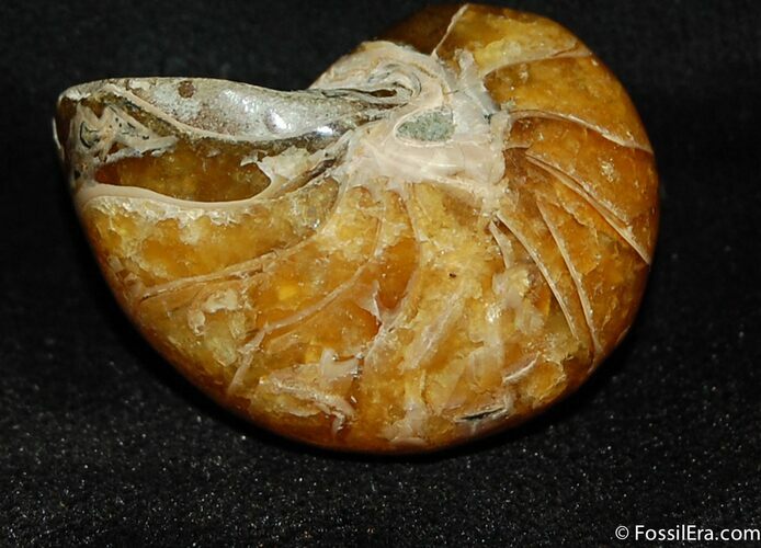 Inch Nautilus fossil from Madagascar #504